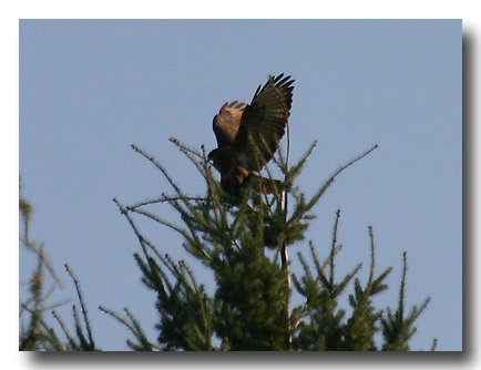 Mäusebussard