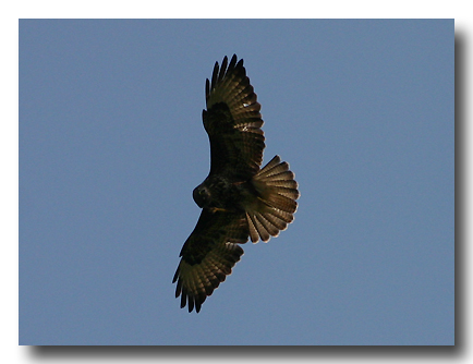 Maeusebussard