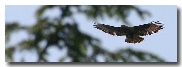 Maeusebussard