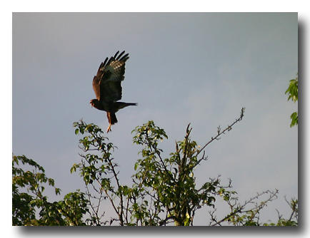 Maeusebussard