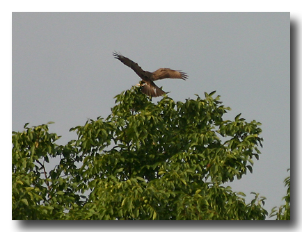 Mäusebussard