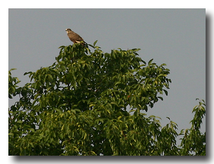 Mäusebussard