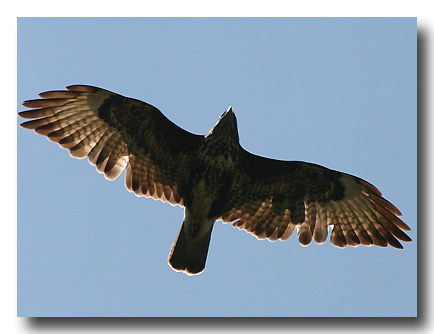 Mäusebussard