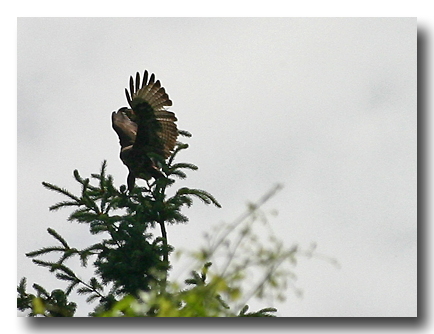 Maeusebussard