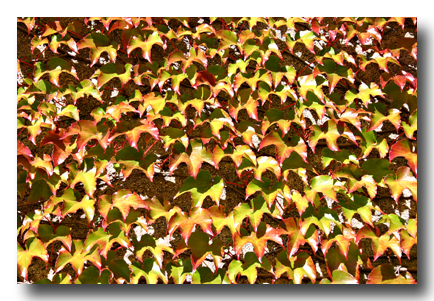 es wird Herbst
