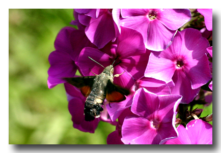 Macroglossum-Stellatarum