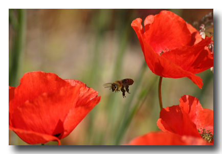 mohn-biene