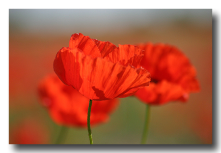 mohn-im-gegenlicht