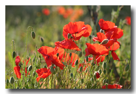 mohn-gegenlicht