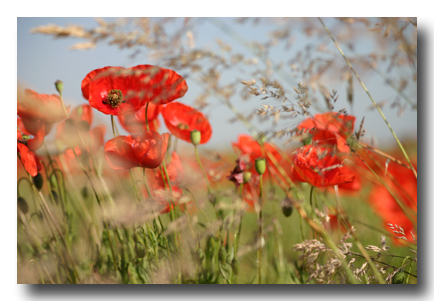 mohn-gras