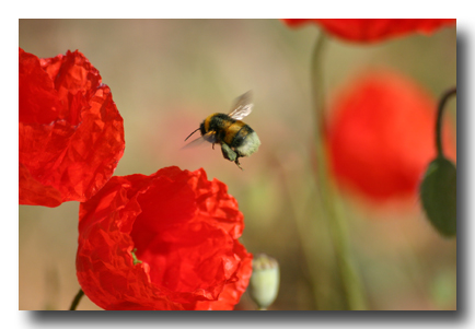 mohn-hummel