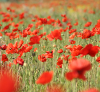 Rot blüht der Mohn