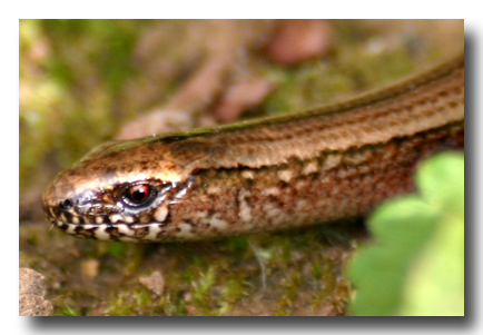 blindschleiche-portrait