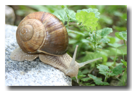 Weinbergschnecke-1