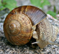 Weinbergschnecken