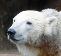 Knut aus Berlin