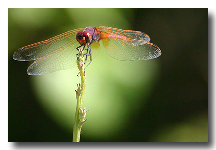 libelle