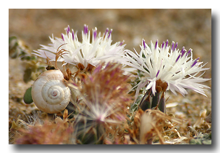 schnecke